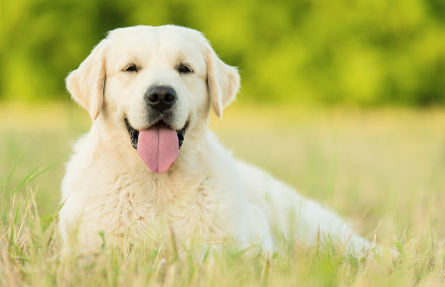 Historia y características del Labrador Retriever