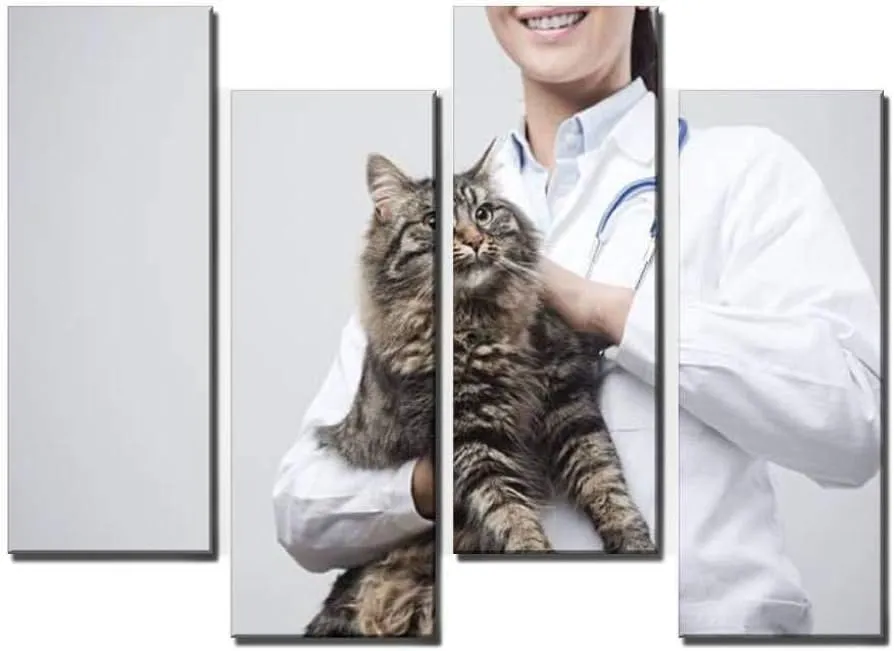 ما هي الأمراض الوراثية الشائعة في القطط؟