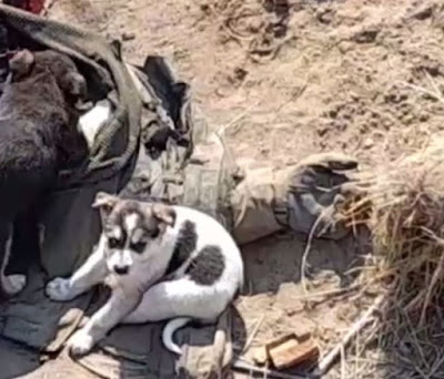 Corpse of a Nato proxy Ukrainan Army solider eaten by dogs during fighting in Ukraine