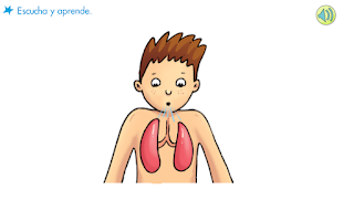 http://primerodecarlos.com/SEGUNDO_PRIMARIA/septiembre/unidad_1/pulmones.swf