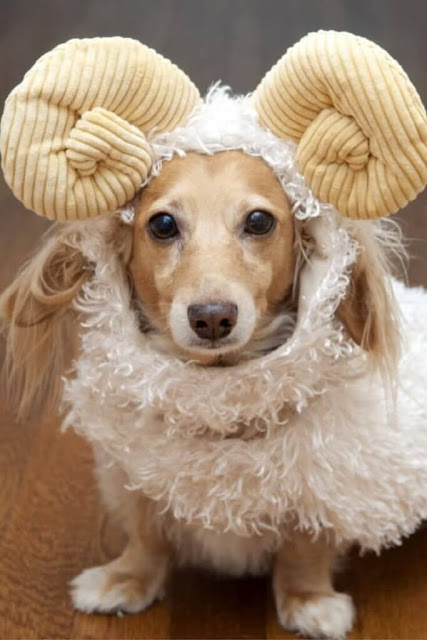 10 Unbelievable Halloween Costume Ideas For Your Dog