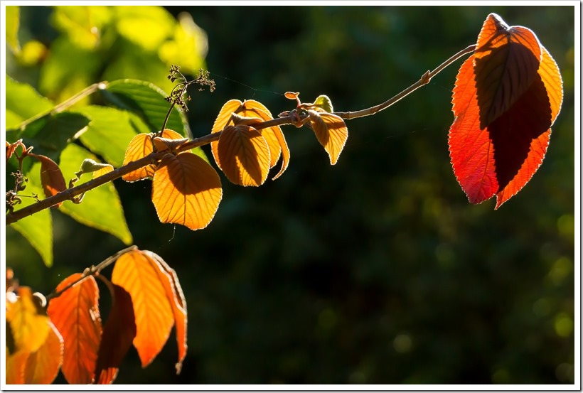 20161003-DSC05309