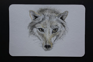 drawing animals, urban sketch, natural history, art, Sarah Loecker Art