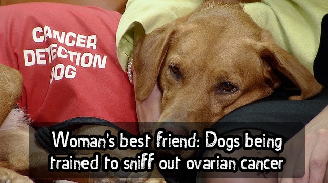 Woman's best friend: Dogs being trained to sniff out ovarian cancer