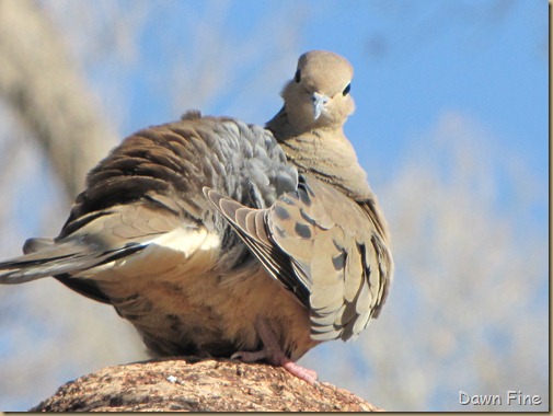 DESERT MUSEum_007