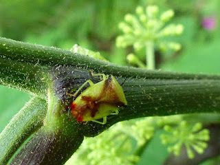 Elasmostethus atricornis - Punaise de l'Aralie à grappes 