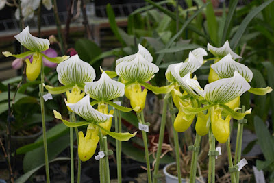 Paphiopedilum Maudiae orchid hybrid care and culture