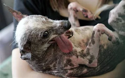 O cão mais feio do mundo de 2008, Gus, luta contra o câncer de pele. (Foto: AP Photo)