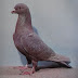 Details Information about Syrian Swift Pigeon