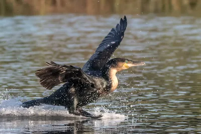 White-breasted cormorant - Diep River / Woodbridge Island - Copyright Vernon Chalmers