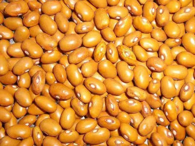 yellow-beans-farming-in-kenya,