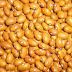 Yellow Beans Farming in Kenya 2023 | Veg Farms Kenya