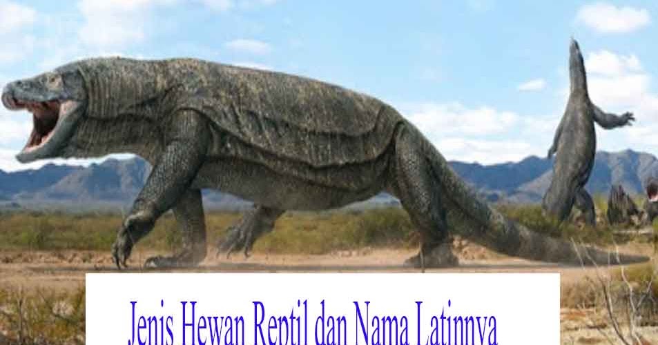 24 Jenis  Hewan  Reptil  dan Nama Latinnya Hewan  Reptil 