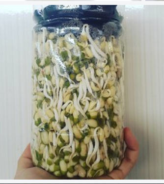 Kunsultan Pertanian Membuat Tauge Kacang Hijau Dalam Botol Plastik