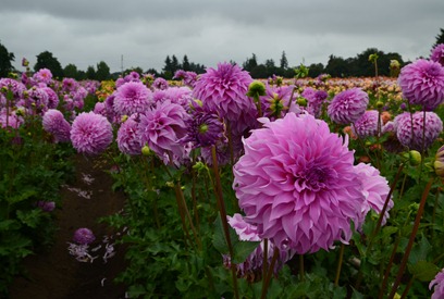 dahlias_32