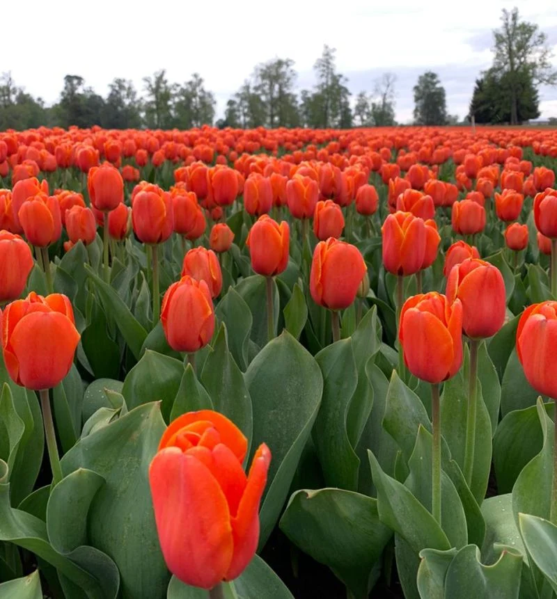 Tulipanes: últimos envíos de la temporada