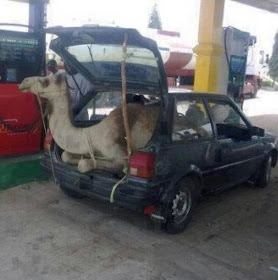 A camel in a Ford Fiesta