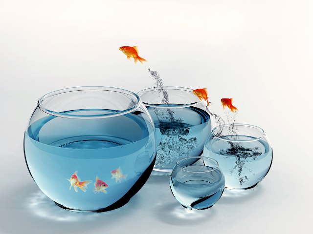 3D Amazing Gold Fish HD Wallpaper Free