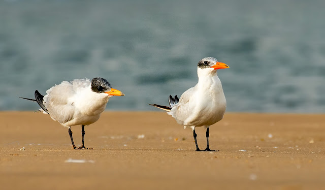 wetland water birds birding nature conservation travel pulicat lake chennai wildlife