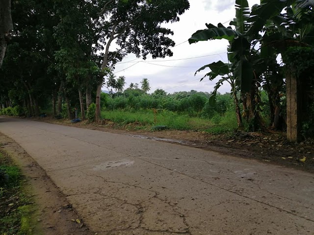 15 hectares Danao Lot for Sale 3,000 per sq meter