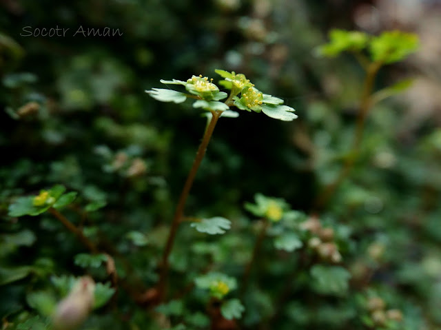 Chrysosplenium flagelliferum