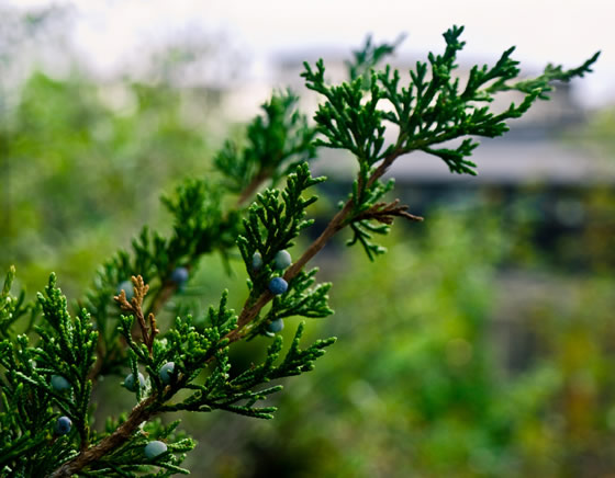 eastern red cedar (Juniperus virginiana)