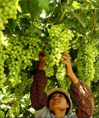 PATEPANG SONO: manfaat buah anggur hijau.waw