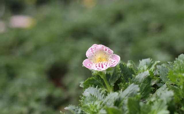 Monkey Flowers