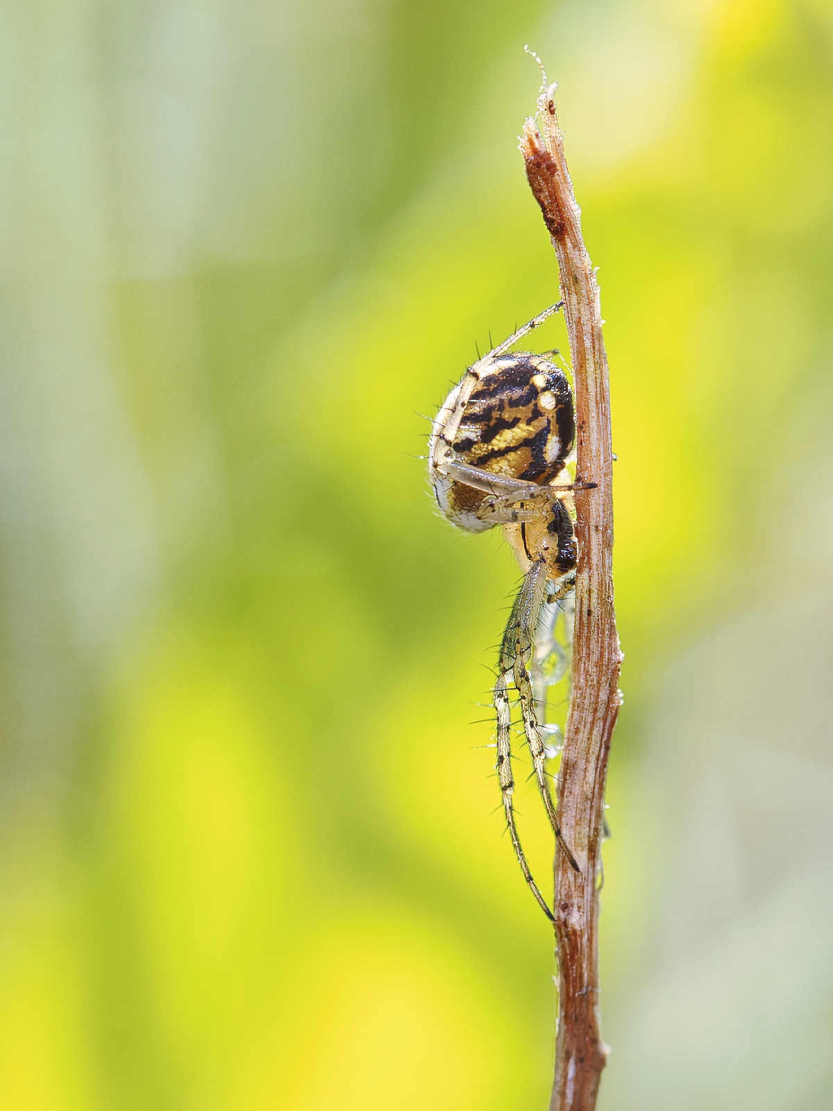 Mangora acalypha