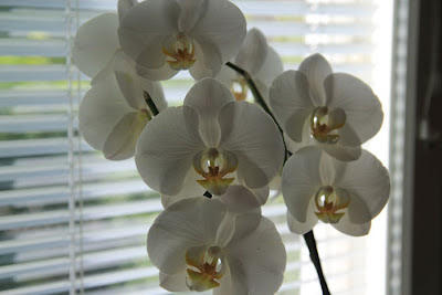 Valkoinen orkidea