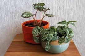 Plantas que fizeram sucesso no passado voltam a ocupar espaço na decoração 