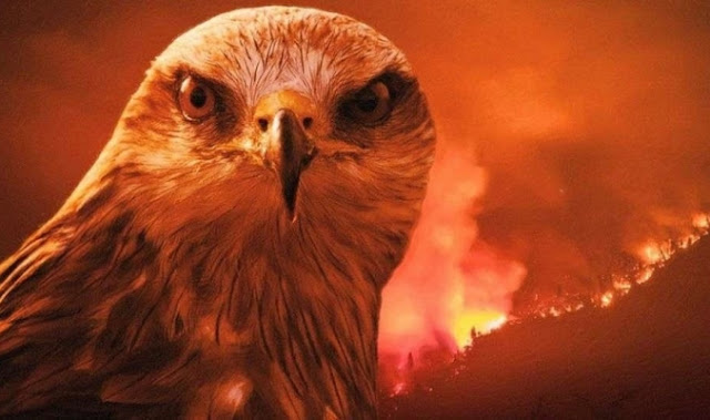 الطائر الشريرالذي حذر منه الرسول وهو أكبر مسبب لحرائق أستراليا
