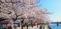 [写真] 隅田公園の桜（東岸〜西岸）