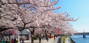 隅田公園の桜（東岸〜西岸）