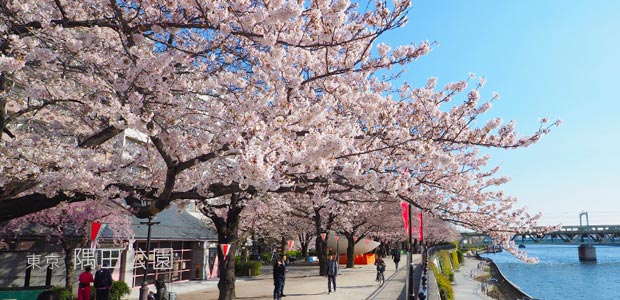 隅田川（台東区側）の桜