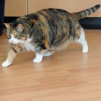 kucing obesitas