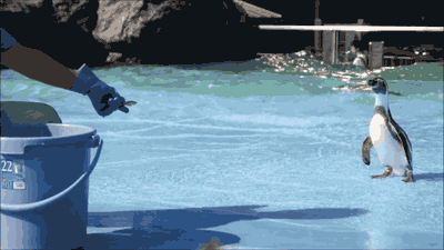 The time this penguin went in for a fish and failed