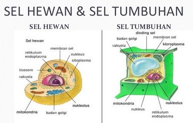 Perbedaan Sel  Hewan  dan Sel  Tumbuhan Beserta Fungsinya 