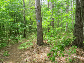 blue blaze on a tree by a trail