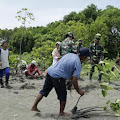  Cegah Abrasi dan Hijaukan Pesisir Pantai, Kodim Pemalang Tanam 1000 Pohon Mangrove 
