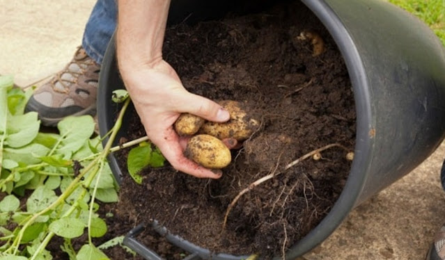 Cara termudah dan paling efektif untuk menanam kentang di styrofoam