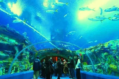 Aquarium of Western Australia Tempat menarik di Perth Australia