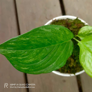 Scindapsus Perakensis White Variegata