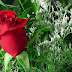 Gambar Papan Bunga Unik Koleksi Gambar HD