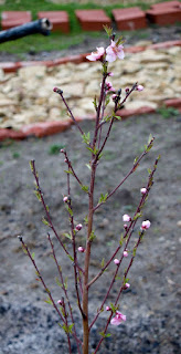 Blossom on the tree