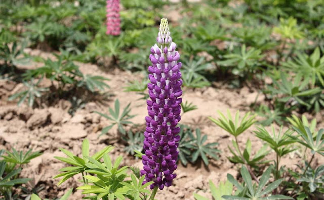 Lupine Flowers Pictures