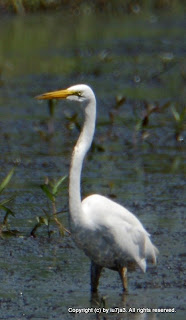 Great Egret Fishing