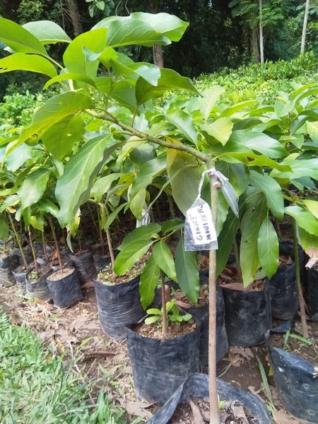 bibit tanaman alpukat giant yang baik Maluku