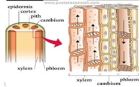 Blog Belajar IPA SMP Jaringan  Pada Tumbuhan