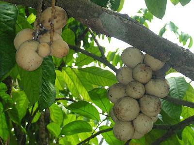 Manfaat dan Khasiat Buah Langsat